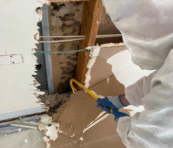 SERVPRO employee removing drywall to reveal a mold infestation behind. 